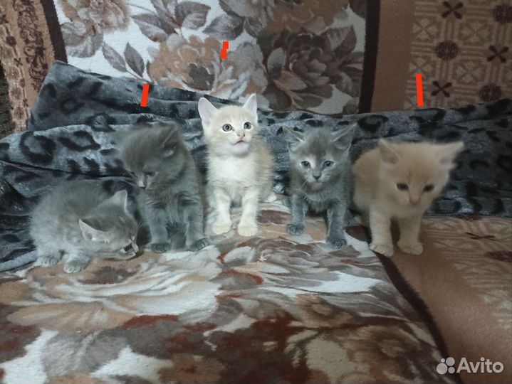 Котята в добрые руки