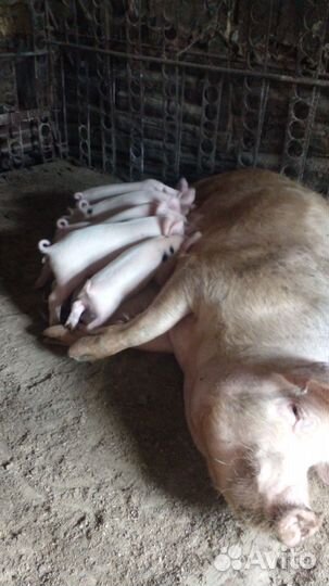 Поросята белые