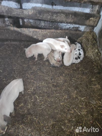 Продаются поросята