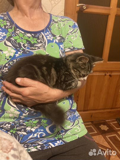 Котенок, мальчик