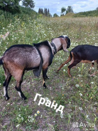 Нубийские козы,козлики,козёл на племя