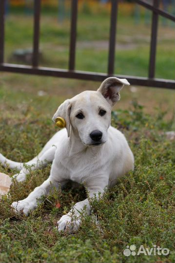 Собака в добрые руки