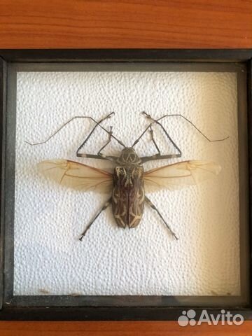 Засушенные бабочки в рамках