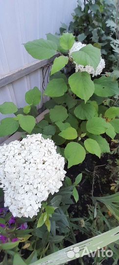 Гортензия древовидная