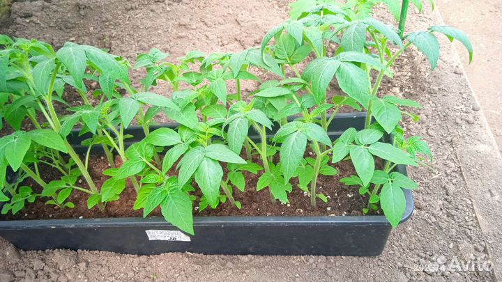 Рассада томатов мощная и приземистая