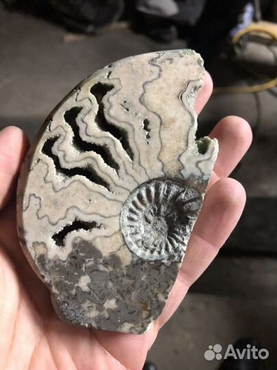 Древняя архереологическая окаменелость