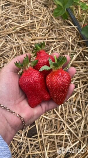 Клубника сорт Азия