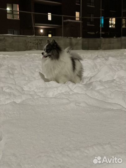 Вязка собак шпиц