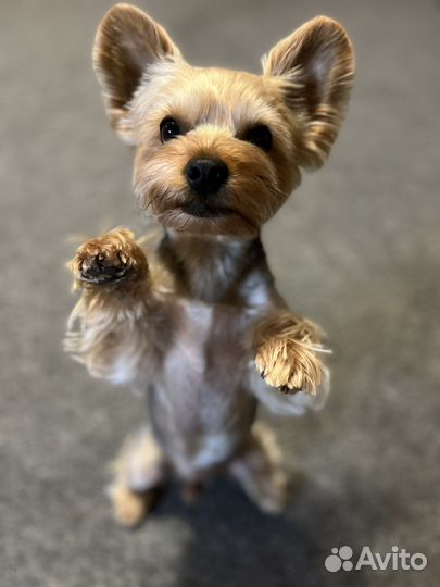 Йоркширский терьер щенки