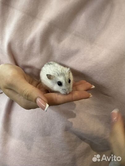 Джунгарский хомяк с клеткой в добрые руки