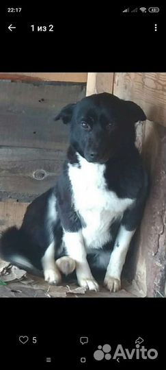 Зара- небольшая собачка