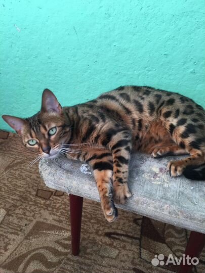 Бенгальская кошка