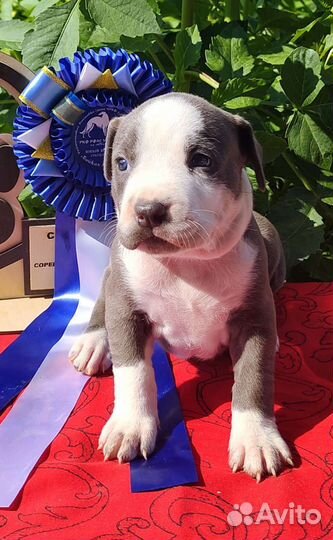 Великолепные щенки аст