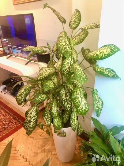 Диффенбахия куст - 135 см с кашпо