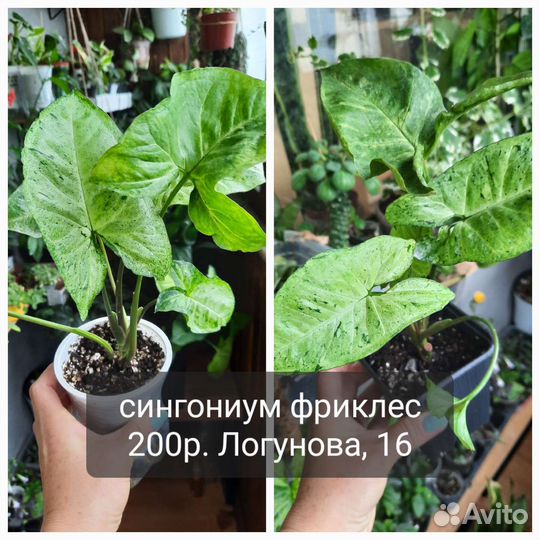 Растения разные