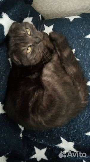 Отдам британского вислоухого кота
