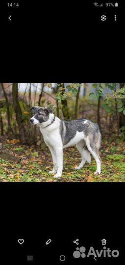 Булочка Щенок девчуля ищет дом Мампап найдись