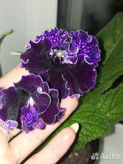 Стрептокарпусы