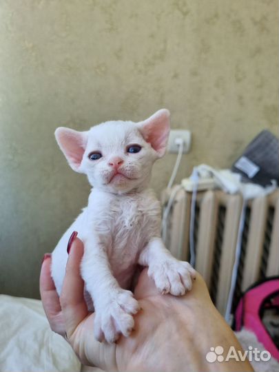 Котята девон-рекс