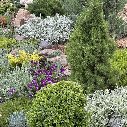 Многолетние растения для сада