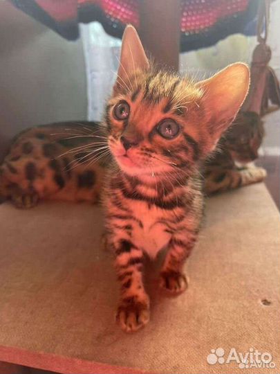 Кошки