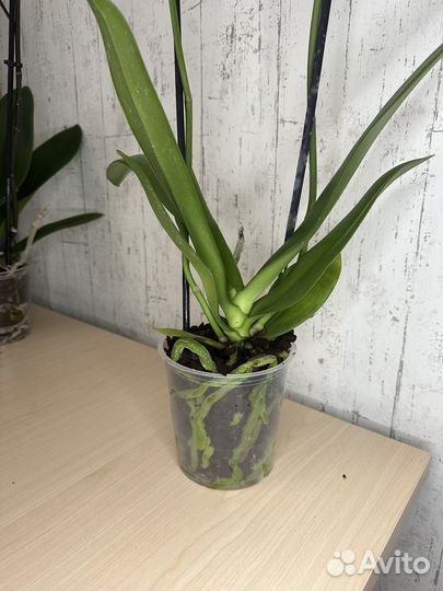 Орхидея фаленопсис