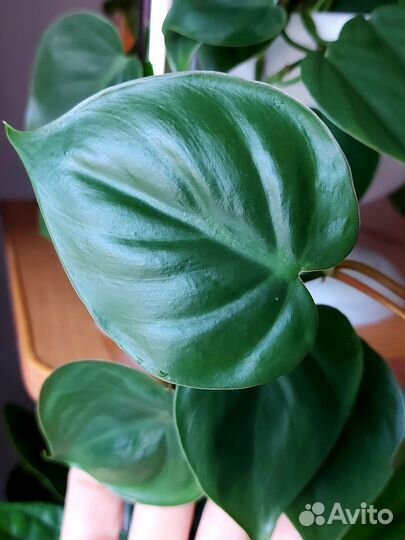 Сциндапсус, филодендрон