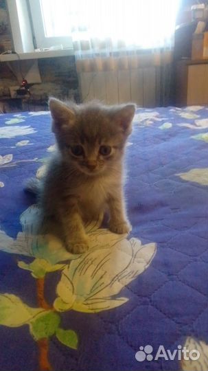 Отдам котят в добрые руки