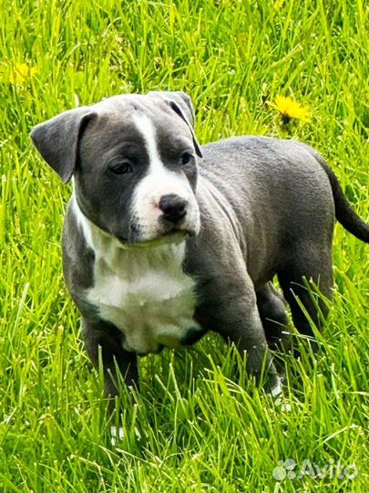 Щенки американского стаффордширского терьера аст