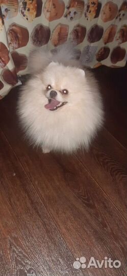 Кобели для дам