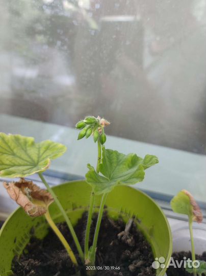 Пеларгония герань