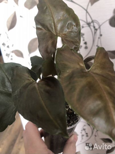 Сингониум арон браун