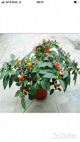 Острый комнатный перчик