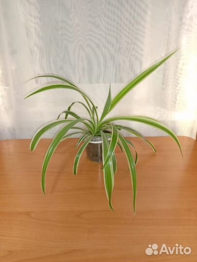 Хлорофитум