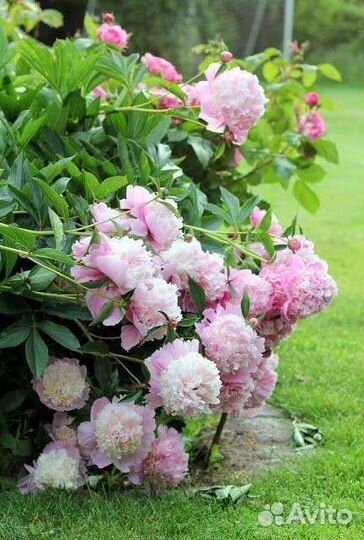 Юкка нитчатая