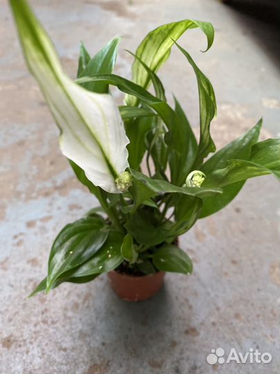 Спатифиллум шопен