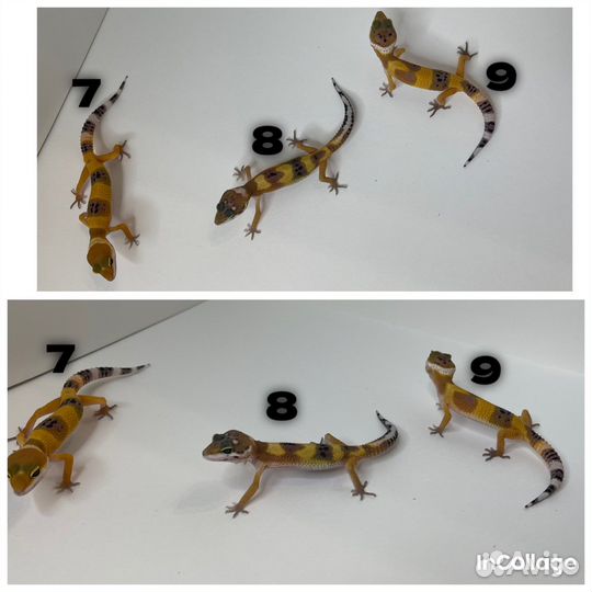 Гекон эублефар