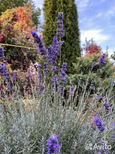 Лаванда