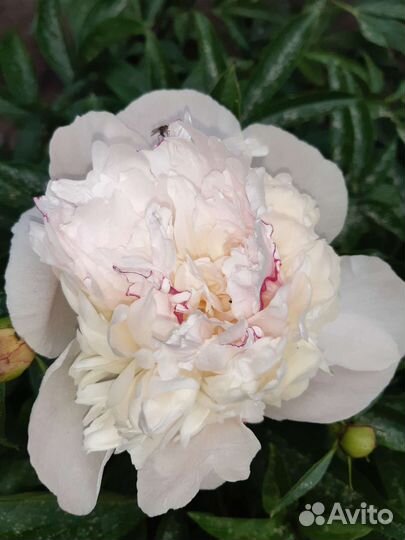 Многолетние цветы