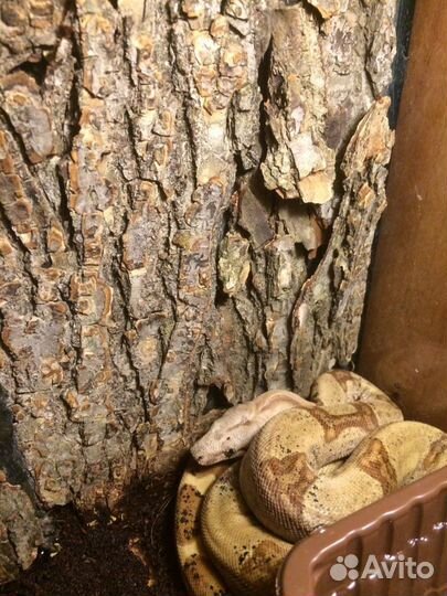 Террариум для рептилий