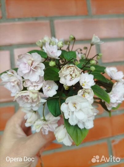 Фиалки молодые, первое цветение