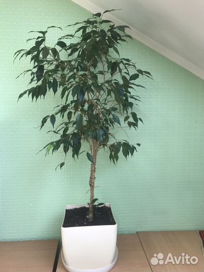 Фикус бенджамина