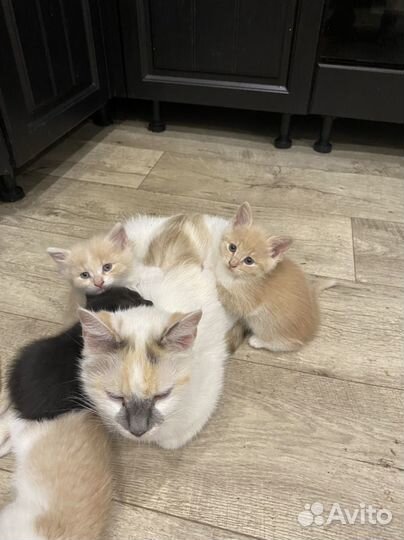 Котята в добрые руки даром