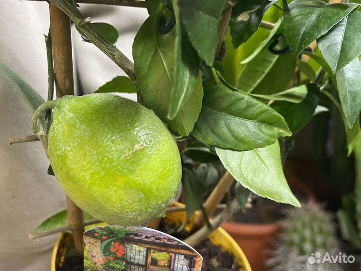 Лимонное дерево