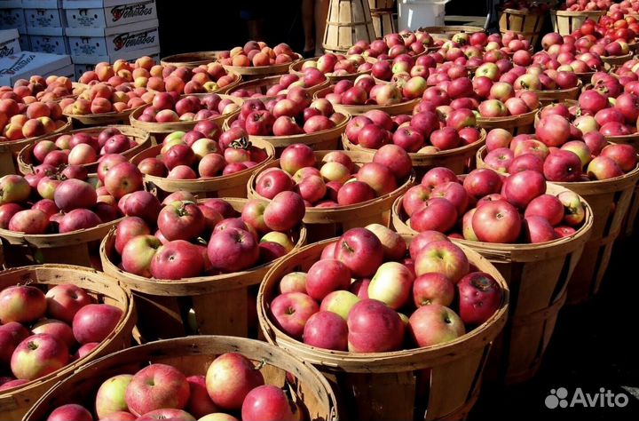 Сборщик яблок с проживанием