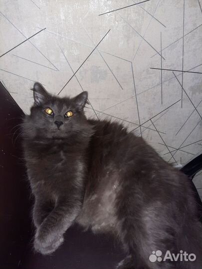 Отдам бесплатно