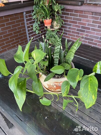 Домашние цветы в интерьере