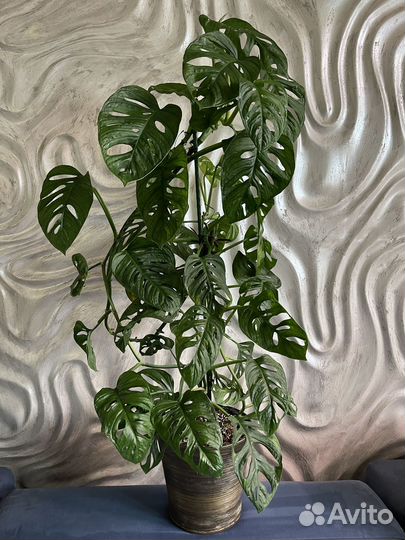 Монстера Обликва Манки Маск