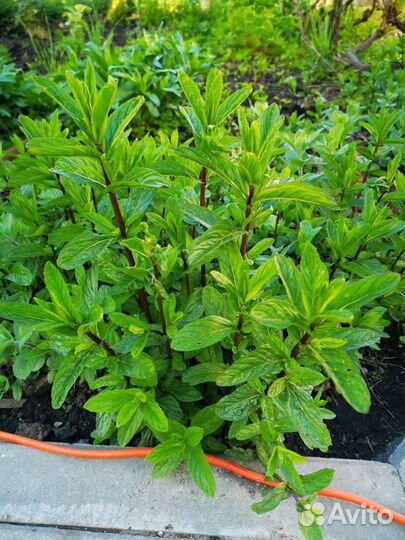 Мята мелисса (лимонная), садовая, перечная