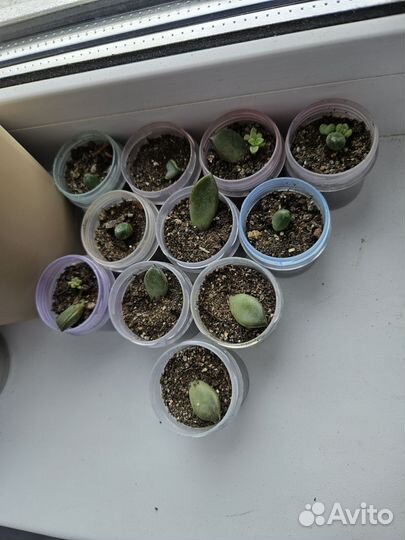 Суккуленты кактусы